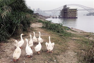 严禁饲养家畜 的横幅旁竟然鸡鸭成群