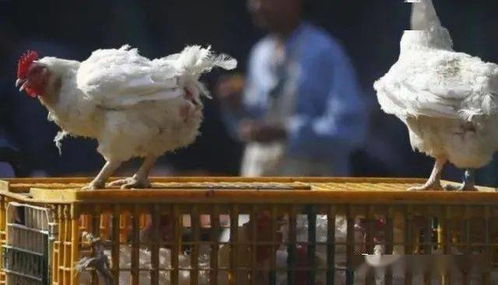 加拿大多地爆发禽流感 costco常见鸡块召回