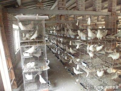 你们还在农村养殖普通家禽吗?快来看看这些更好的选择吧