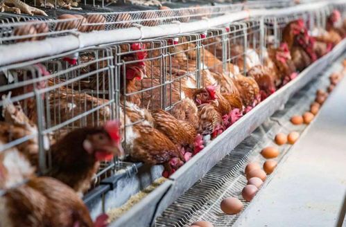 养鸡场臭气熏天怎么办,这个方法安全又有效