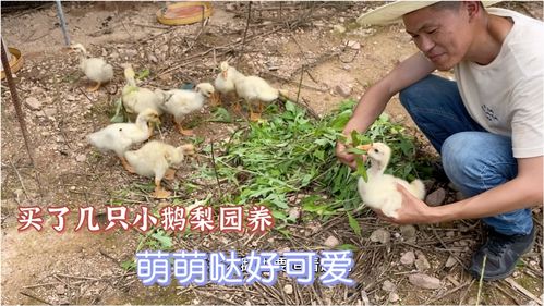 100块买点鹅放梨园养,养鹅不费粮还能看园子,多养点能赚钱么