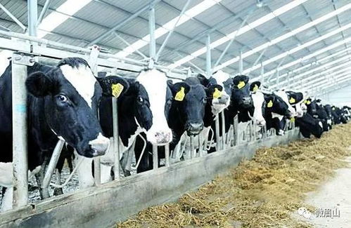 眉山农业开大招 加快构建 583 农业产业体系,这份 实施意见 干货满满