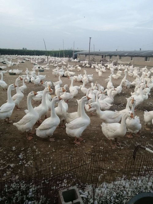 鹅的顽固性拉稀主要表现是什么 家禽下痢的原因