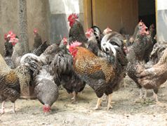 家禽 金乡县鲁金养鸡专业合作社
