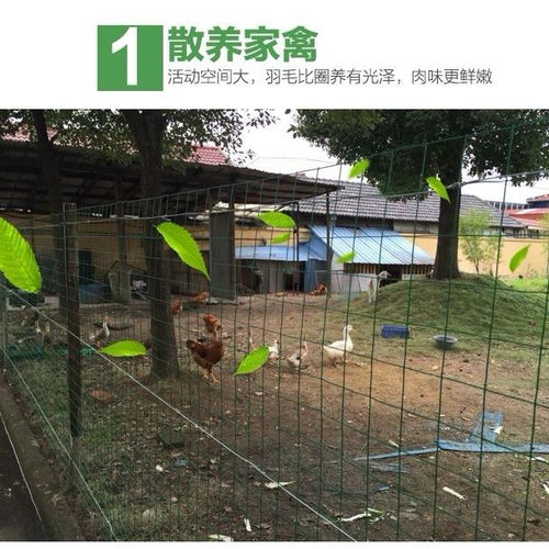 鑫华养殖围栏护栏家禽围网小孔铁丝网养鸡防护格栅栅栏篱笆围栏