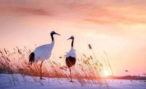 疫情结束后,特种养殖还能继续做吗 转行做什么比较合适