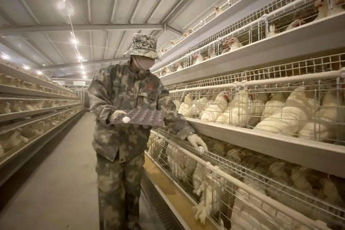 生产疫苗用的 胚胎蛋 可能来自永城这家企业