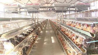 林汇家禽优质蛋鸡养殖标准化示范区项目通过省级验收