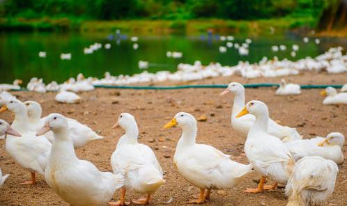 一只活鸭卖70元,变成烤鸭后却只卖18元 背后究竟有何猫腻