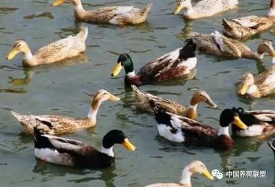 绍兴麻鸭的养殖周期多长?一年能下多少蛋?_宠物_网