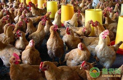 关于家禽养殖合理用药的相关知识