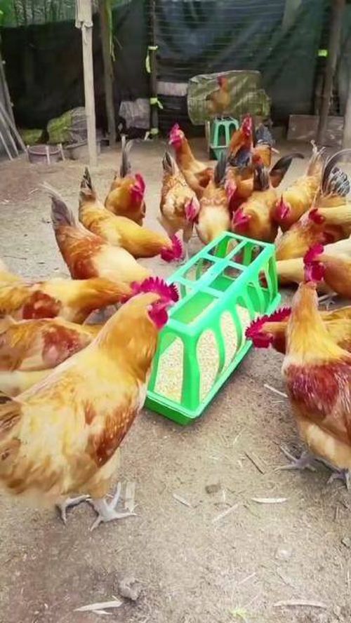 有养鸡鸭鹅家禽的,可以用这个喂食槽,容量大,独立开孔喂食,干净卫生 鸡鸭鹅养殖 鸡鸭鹅喂食槽 家禽养殖 养殖场专用