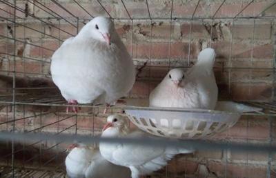 现在鸽子的养殖前景及市场行情