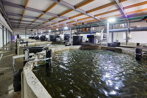 昕诺飞助力kingfish公司向环境友好型水产养殖企业加速转型