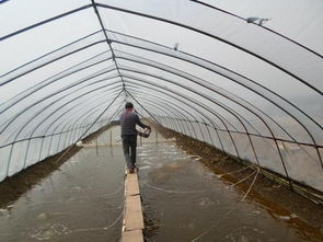 龙文白对虾循环水养殖到哪可以学养殖技术 水产养殖行业领导者