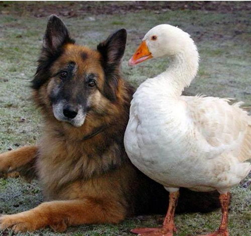 主人将狗狗与鹅混养,却万万没想到,俩动物竟然成好兄弟