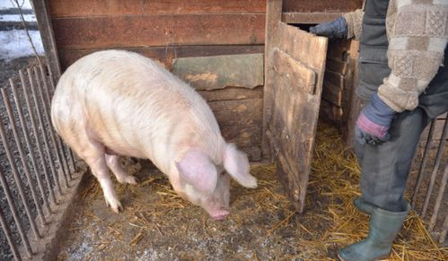 散养小猪出售前,又是揉肚子又是扯尾巴,猪贩子 居心何在