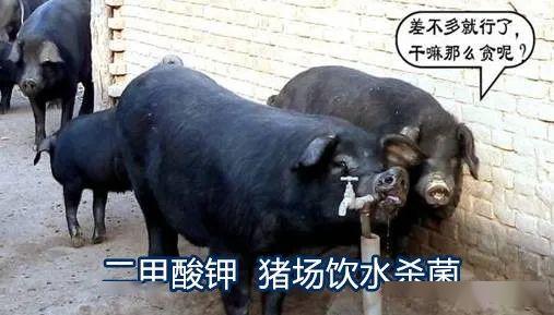 看到家禽养殖二甲酸钾饮水酸化杀菌的益处,猪场安耐不住了