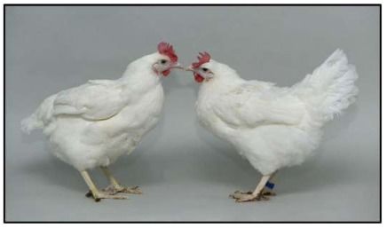 总编辑圈点 生物工程突破 基因编辑让鸡获得禽流感抗性