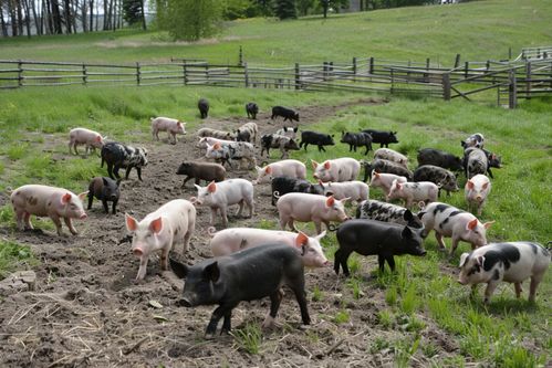 家禽家畜家猪饲养图片 摄影图