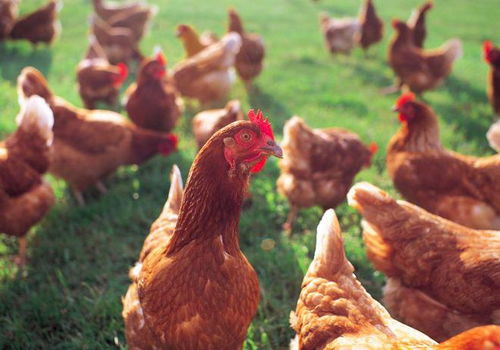 湖北襄阳恒森农业 禽病防控新策略