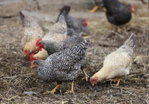 2019年养殖虫子鸡赚钱吗 养殖前景如何