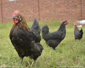 鸡肠炎用药 鸡肠炎的治疗