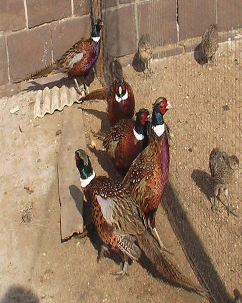 30枚七彩山鸡蛋 绿壳蛋 新鲜野鸡蛋 土鸡蛋 草鸡蛋 家禽蛋 散鸡蛋 散养野鸡蛋