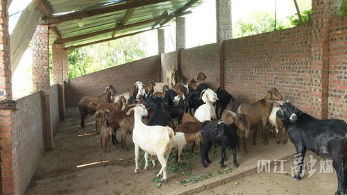乡村振兴 内江 小家禽养殖助农增收