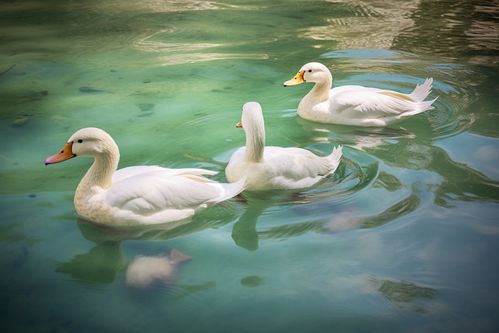 农家生态养殖鸭子家禽动物摄影图 摄影