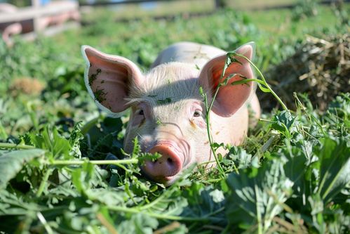 家禽家畜饲养猪图片 摄影图 下载至来源处