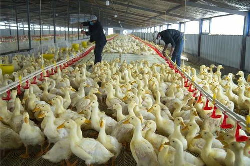家禽养殖 肉鸭降料比,这6点你注意了吗