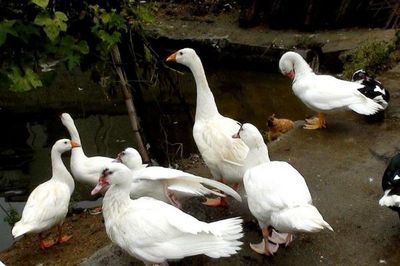 鸡鸭鹅能混养吗?养鸡注意事项,别让坏习惯,毁了你的养殖效益!