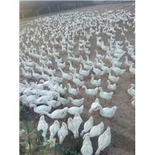 家禽养殖图片大全_家禽养殖图片_家禽养殖图库_一呼百应