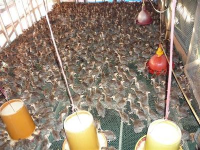 珍珠鸡图片|珍珠鸡样板图|珍珠鸡-冯氏家禽养殖