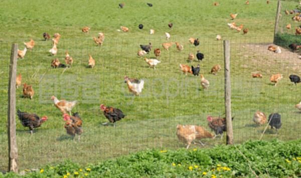 法国,布鲁埃恩维辛的家禽养殖