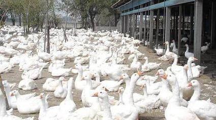 农民怎样防治家禽生病?