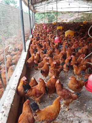 家禽养殖业市场低迷不赚钱,运用部分发酵饲料扭亏为盈