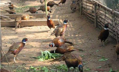农村养殖什么不愁销路?