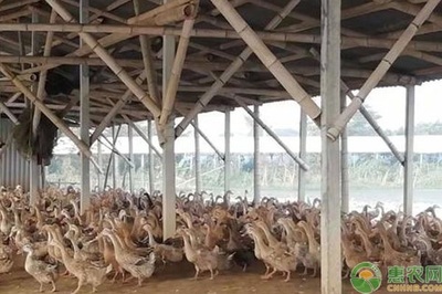 养鸭常见疾病如何防治以及措施是什么?