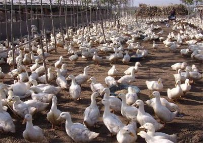 养殖行业持续高额利润引发养殖过热的现象_最新资讯_农业之友