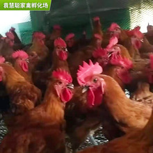 家禽绿壳蛋鸡苗