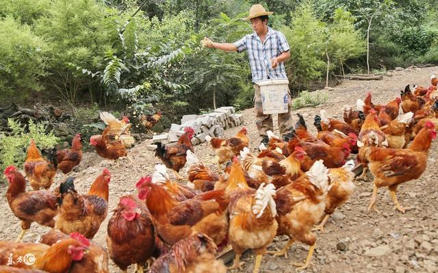 养殖猪牛羊鸡鸭鹅如何设计糟渣类全价饲料配方