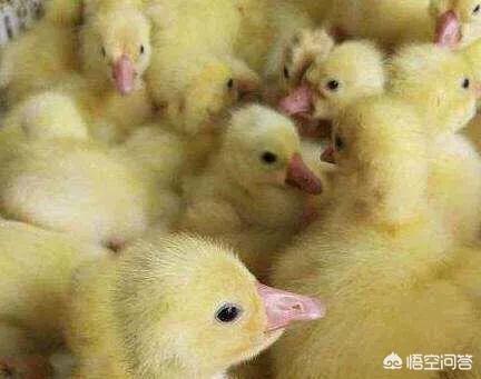 肉鸭、鹅养殖失败的原因有哪些?