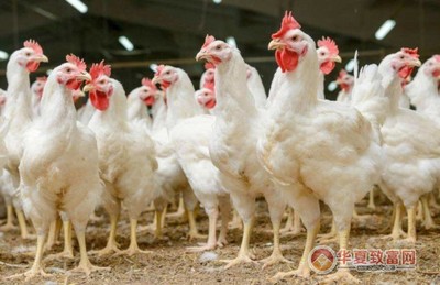 正大养鸡加盟优势有哪些?正大养鸡加盟怎么样?