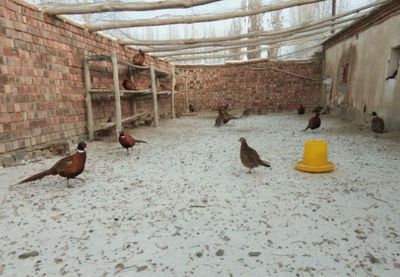 农村致富之路,选择正确的养殖项目