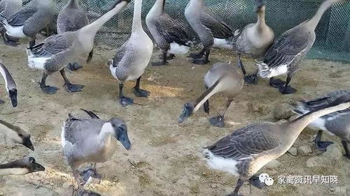 肥多宝,肥多宝用了都说好 这么低成本高效益的肥多宝你确定不来抢吗