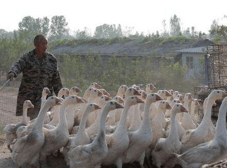 鸡鸭鹅都是家禽,为何农村养鸡鸭的多,养鹅的却很少 鹅难养吗