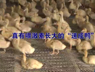 “激素鸭”是真还是假,网络上传的“喂激素”可信吗?