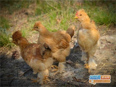 九斤黄鸡养殖